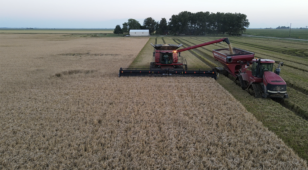 Once cutting begins, the rice will be tranferred to a hopper trailer on the fly allowing the harvest to continue unstopped.